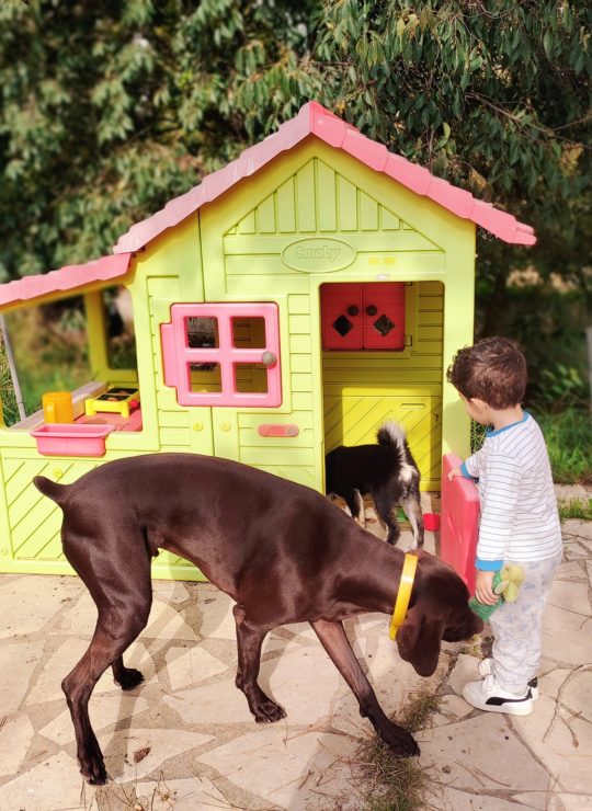 Pension canine familiale haut de gamme Fabrègues