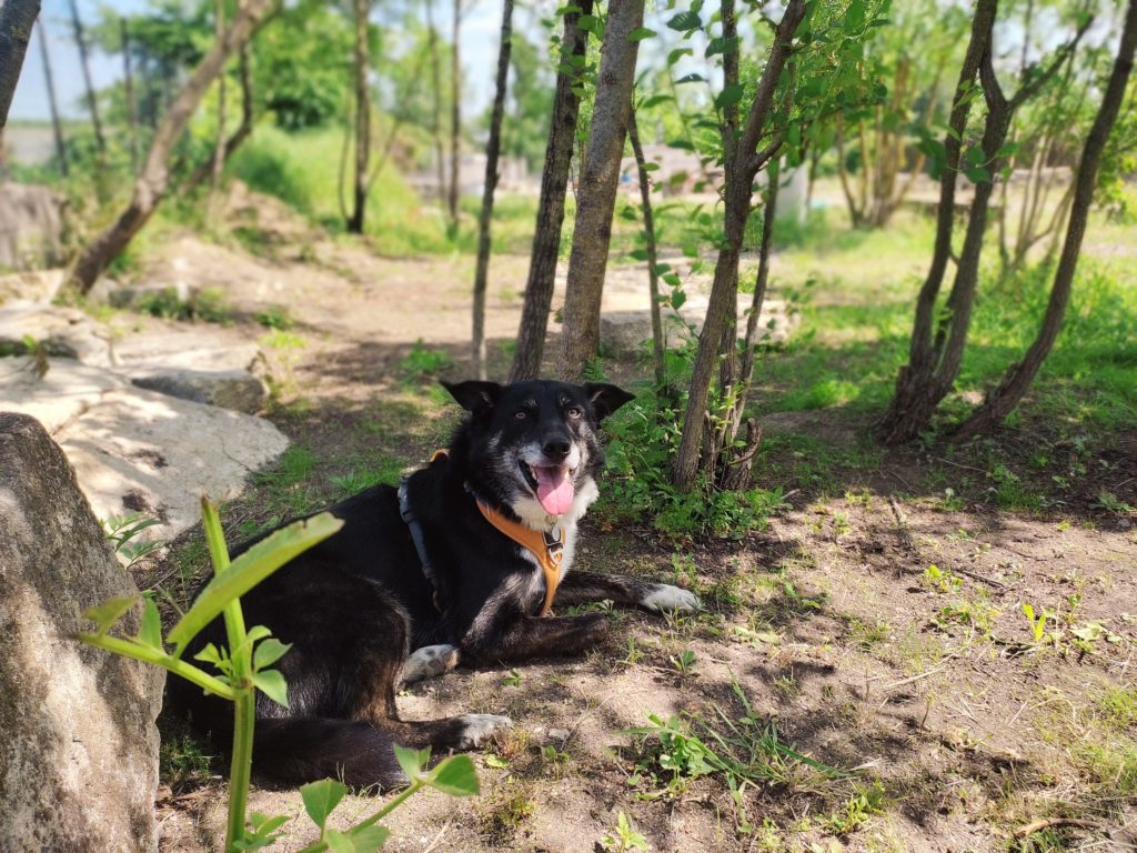 1 hectare de terrain ombragé pour des moments tranquilles chez ALOHA DOGS pension pour chiens à Fabrègues près de Montpellier