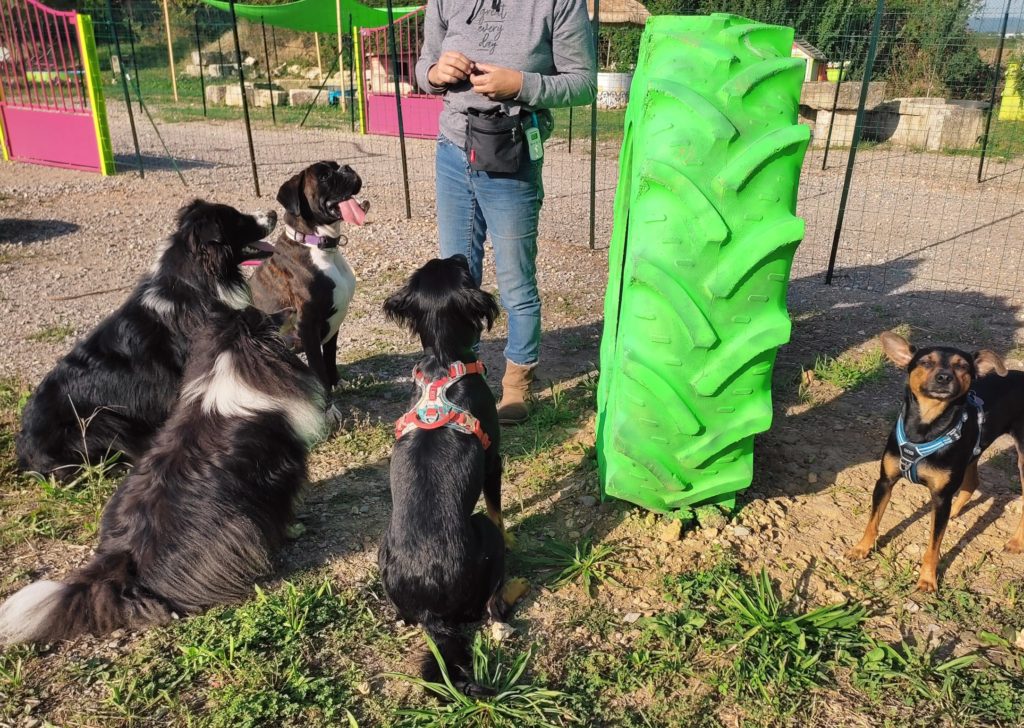 Distribution de friandises - Chiens en garderie , centre aéré 