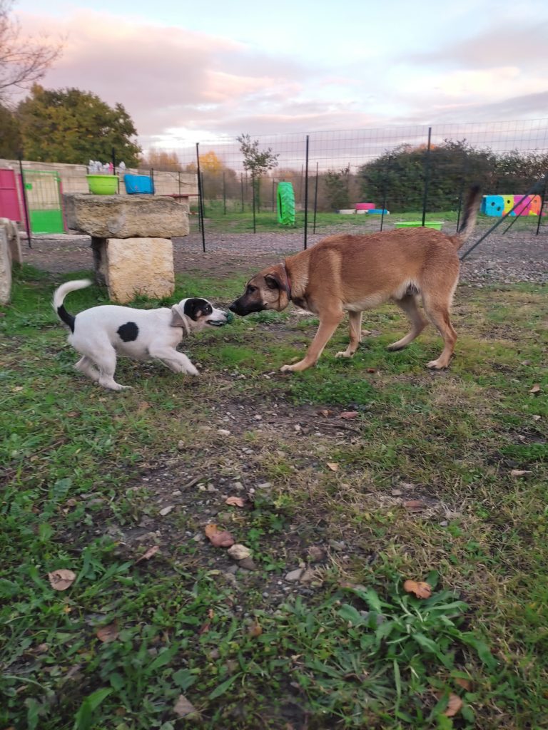 ALOHA' VENTURE c'est la rencontre assurée de copains pour vos chiens