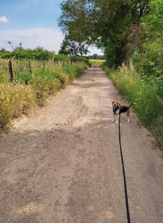 Dans notre pension ALOHA DOGS votre chien bénéficie de 2 balades par jour